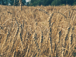 Golden wheat field