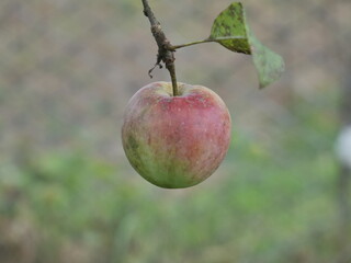 Poster - apple on tree