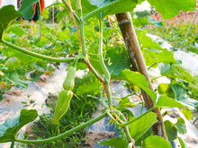 Close Up Of Young Butternut Squash Or Butternut Pumpkin Of Thai Gardener