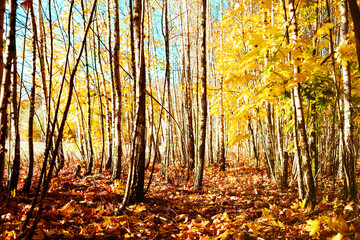 Autumn forest bright landscape with fallen leaves.  Tree trunks and autumn leaves in sunlight in the forest.  Walk in the forest in autumn