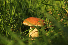 White Mushroom In The Grass. The Mushroom Is Illuminated By The Sun. Nature