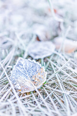 Wall Mural - Macro closeup of frost ice crystals on orange autumn leaves, grass in morning on ground