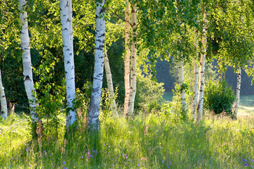 Birch-trees in the sun.