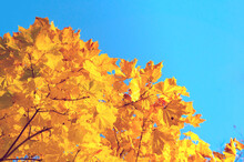 Fall Leaves Background With Free Space For Text. Colorful Orange Fall Maple Leaves Against Blue Sky