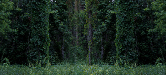 Wall Mural - Wooden table in the woods, sleepy light. Empty wooden table top on nature background.