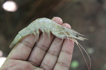 Wall Mural - prawn on hand shrimp in hand close view