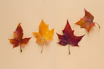 Wall Mural - Colorful autumn leaves on colorful background