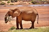 Słoń afrykański z gałęzią. Rezerwat Samburu (Kenia)