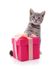 Canvas Print - Kitten and gift.