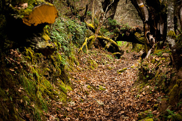 moss on the tree in autumn