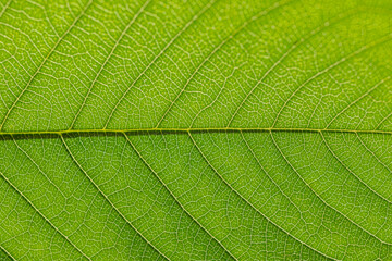 
Green leaf as natural background