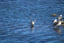 A Seagull Landing On Deep Blue Ocean Water Spreading Its Wings At Malibu Lagoon In Malibu California