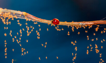  Beautiful young spiders on a spider web 