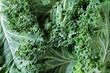 Fresh raw green curly-leaf kale or leaf cabbage, close up view. Healthy food, vegan diet, trendy salad and smoothie ingredient.