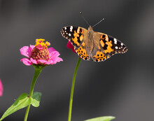 Painted Lady Butterfly Feeding On A Pink Flower