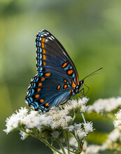 Red-spotted Purple Admiral Butterfly On White Flowers