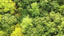 Aerial Top Down View Of  Grove With Green Lush Foliage. Forest Landscape, Nature