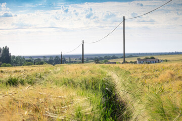 Wall Mural - a field of cereal in charente maritime in france