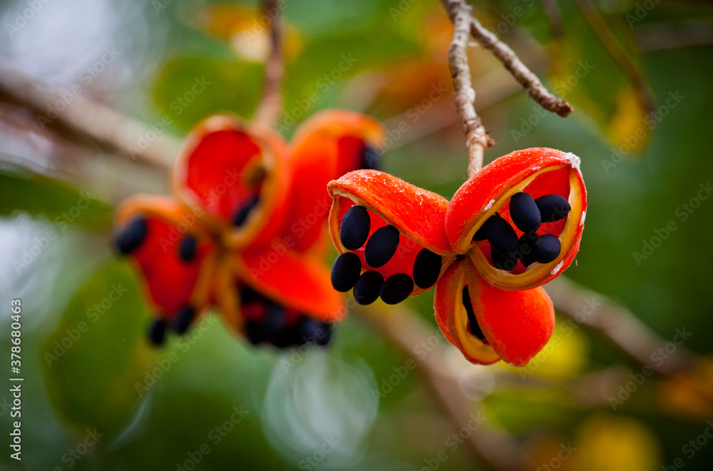 Australian Peanut Tree, Sterculia quadrifida, red-fruited kurrajong, Bright orange seed pods crack open revealing up to eight black peanuts.
