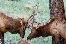 Two Young Rocky Mountain Bull (male) Locking Antlers