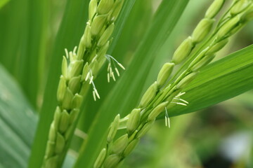 The pollen of the rice flower is waiting for pollination.