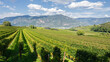 Amazing landscape at the vineyards of the Trentino Alto Adige in Italy. The wine route. Natural contest. Rows of vineyards. South Tyrolean wine culture