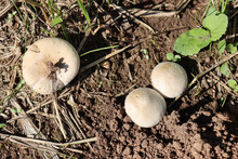 
Top View Of Two Fresh New Calvatia Utriformis Or Mosaic Puffball White Fungus In The Meadow 