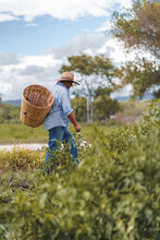 Peasant In Blue Shirt Walking. Harvest Concept In Mexico