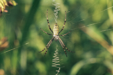 Poster - Cobweb or spider's web against a natural background, Dew drops on a spider .