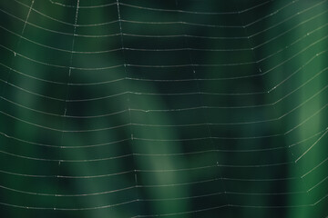 Poster - Cobweb or spider's web against a natural background, Dew on a spider .