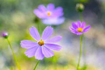 Wall Mural - Purple flower of Cosmos bipinnatus, commonly called the garden cosmos or Mexican aster in macro lens shoot.