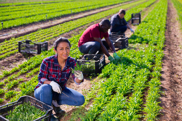 Wall Mural - Successful colombian female farmer engaged in organic leafy vegetables growing, showing arugula harvest on farm field..