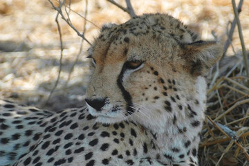 selous game reserve, tanzania: cheetah resting in the shade