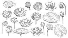 Lotus. Sketch Floral Composition Lotus Flowers And Leaves, Magic Flower Life Symbol, Black Outline Botanical Plant Hand Drawn Vector Set. Beautiful Blossom, Bud With Petals And Leaves