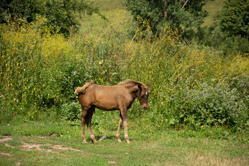 Wall Mural - small horse in Romania Brasov, village Roades,2019 