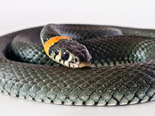 Non-venomous Snake On A White Background. A Macro Shot Of A Snake.