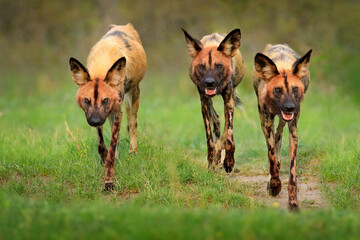 wild dog, pack walking in the forest, okavango detla, botswana in africa. dangerous spotted animal w