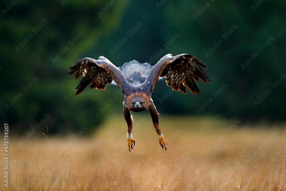 Golden eagle flying above the blooming meadow. Big bird of prey with open wings. - obrazy, fototapety, plakaty 