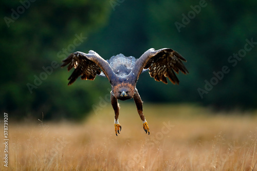 Fotografía Golden eagle flying above the blooming meadow