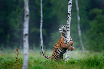 Wall Mural - siberian tiger in nature forest habitat, foggy morning. amur tiger playing with larch tree in green 
