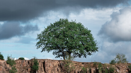 Wall Mural - A single green tree on a red stone cliff against dramatic dark sky