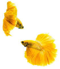 Wall Mural - Yellow Halfmoon Betta splendens or siamese fighting fish isolated on white background