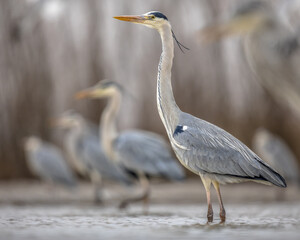 Wall Mural - Grey heron hunting stationary in lake