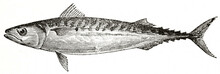 Single Isolated Mackerel (Scomber Scombrus) On White Background. Ancient Engraving Grey Tone Art By Unidentified Author, The Penny Magazine, London 1837