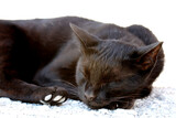 Fototapeta Koty - Cute sleeping cat - close up