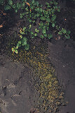 Fototapeta Łazienka - Tropical green leaf background, Dark tone theme. Living with the nature