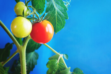 Branch with maturing tomatoes on a blue background