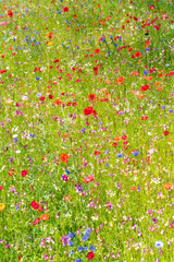 Various wild flowers bloosoms in the meadow