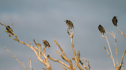 5 starlings are warming up, they are sitting on a dead tree in the early morning in the wadden area during the sunrise. in the beautiful protected nature area Het Oerd on the Wadden island of Ameland 