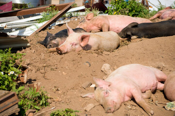 Piglets on a summer day at the farm are sleeping